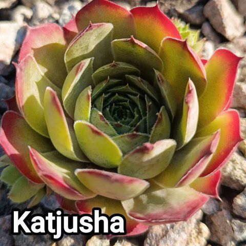 Semperv&iacute;vum Katjusa: 1 рік, розетка RS10163 фото