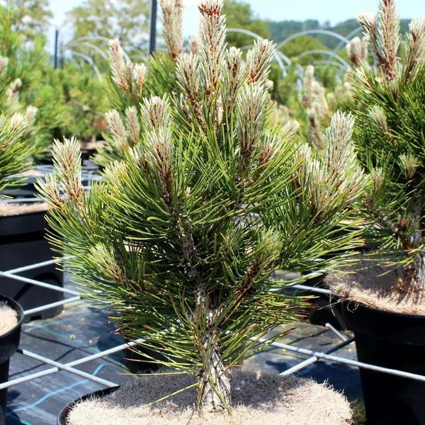 Сосна білокора Компакт Джем 1664 фото