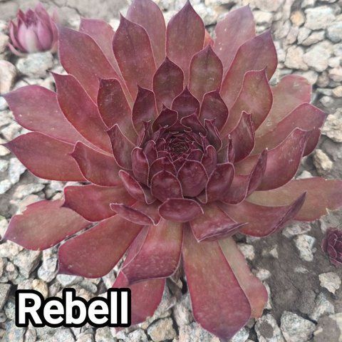 Semperv&iacute;vum Rebell: 1 рік, розетка RS10249 фото