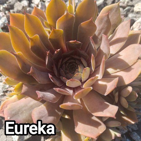 Semperv&iacute;vum Eureka: 1 рік, розетка RS10105 фото