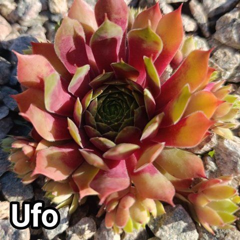 Semperv&iacute;vum Ufo: 1 рік, розетка RS10308 фото