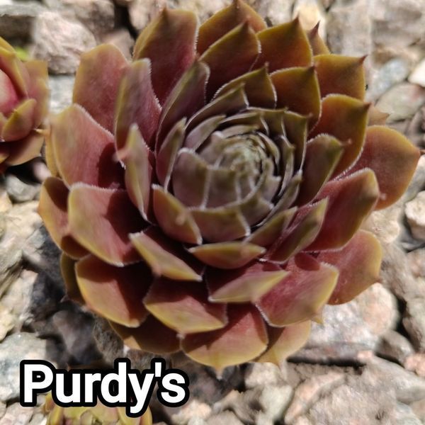 Semperv&iacute;vum Purdys: 1 рік, розетка RS10246 фото