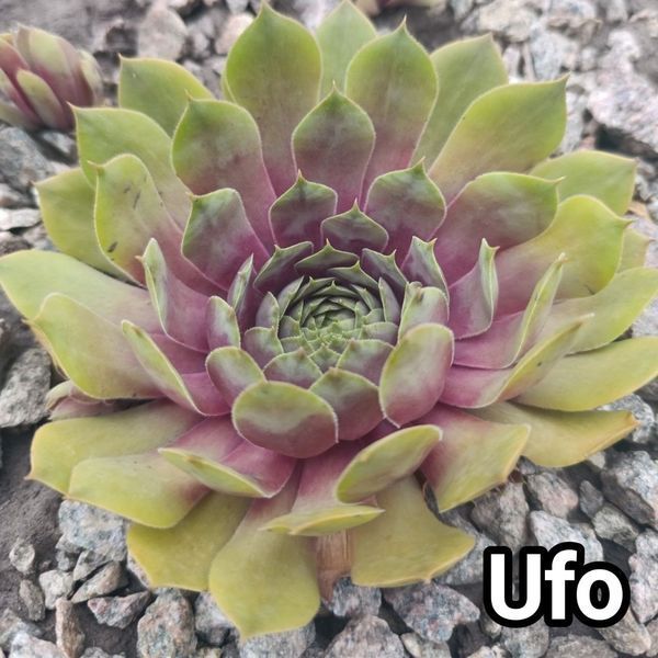 Semperv&iacute;vum Ufo: 1 рік, розетка RS10308 фото