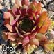 Semperv&iacute;vum Ufo: 1 рік, розетка RS10308 фото 1