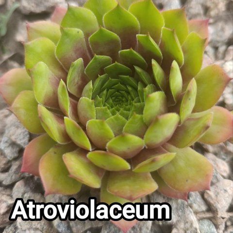Semperv&iacute;vum Atroviolaceum: 1 рік, розетка RS10024 фото