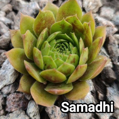 Semperv&iacute;vum Samadhi: 1 рік, розетка RS10278 фото