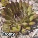 Semperv&iacute;vum Frosty: 1 рік, розетка RS10128 фото 2