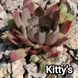 Semperv&iacute;vum Kittys: 1 рік, розетка RS10167 фото 2