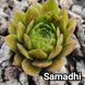 Semperv&iacute;vum Samadhi: 1 рік, розетка RS10278 фото 1