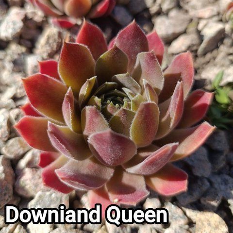 Semperv&iacute;vum Downland Queen: 1 рік, розетка RS10096 фото