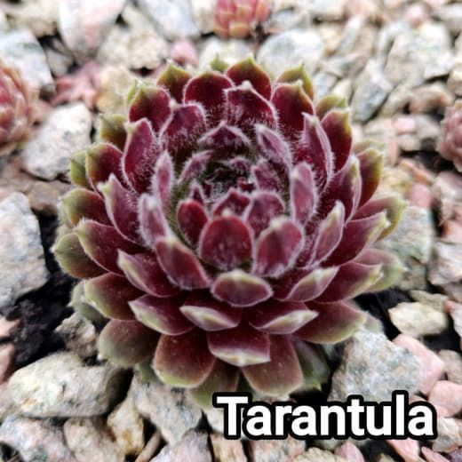 Semperv&iacute;vum Tarantula: 1 рік, розетка RS10296 фото