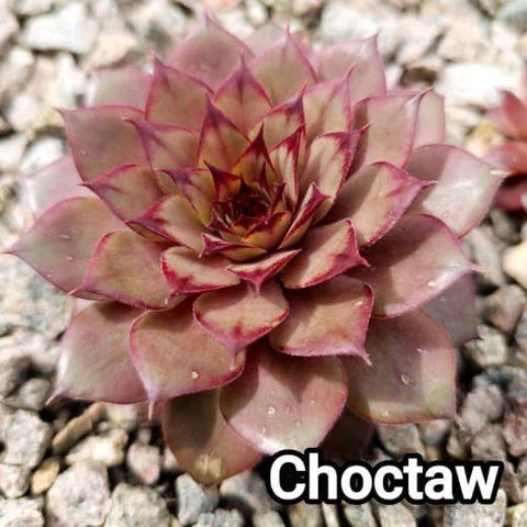 Semperv&iacute;vum Choctaw: 1 рік, розетка RS10072 фото