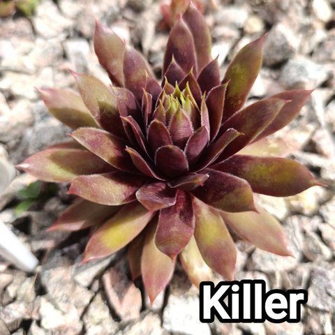 Semperv&iacute;vum Killer: 1 рік, розетка RS10164 фото