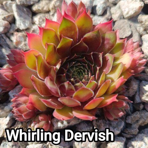 Semperv&iacute;vum Whirling Dervish: 1 рік, розетка RS10321 фото