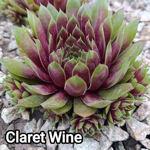 Semperv&iacute;vum Claret Vine: 1 рік, розетка RS10074 фото