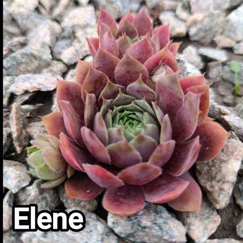 Semperv&iacute;vum Elene: 1 рік, розетка RS10102 фото