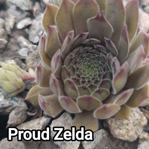 Semperv&iacute;vum Proud Zelda: 1 рік, розетка RS10245 фото
