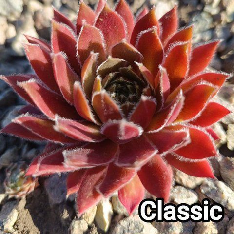 Semperv&iacute;vum Classic: 1 рік, розетка RS10075 фото