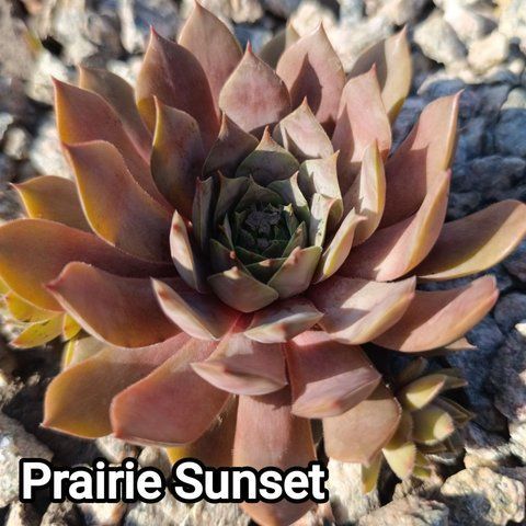Semperv&iacute;vum Prairie Sunsset: 1 рік, розетка RS10244 фото