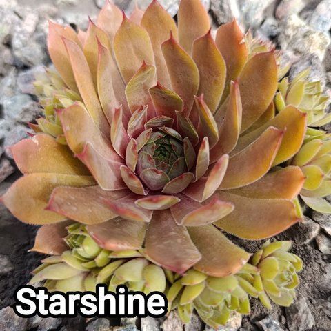 Semperv&iacute;vum Starshine: 1 рік, розетка RS10290 фото