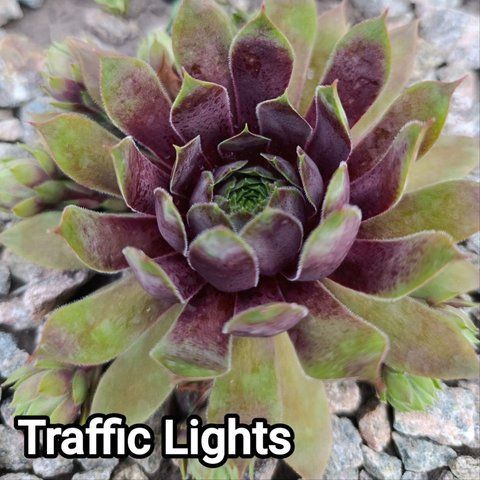 Semperv&iacute;vum Traffic Lights: 1 рік, розетка RS10304 фото