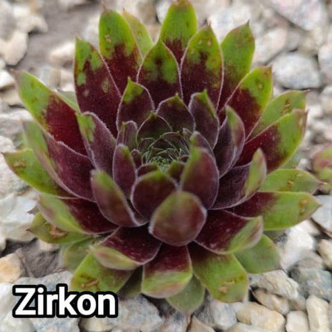Semperv&iacute;vum Zirkon: 1 рік, розетка RS10325 фото