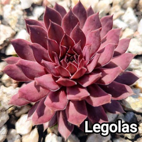 Semperv&iacute;vum Legolas: 1 рік, розетка RS10176 фото