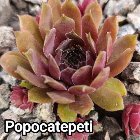 Semperv&iacute;vum Popocatepetl: 1 рік, розетка RS10243 фото