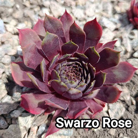 Semperv&iacute;vum Swarzo Rose: 1 рік, розетка RS10293 фото