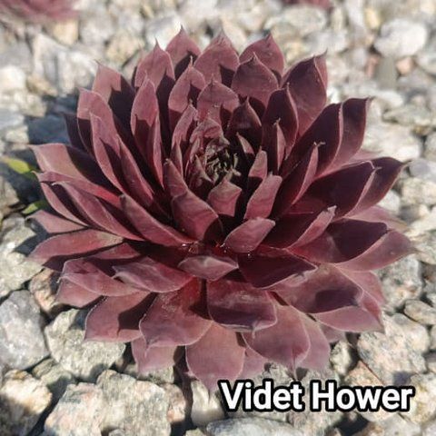 Semperv&iacute;vum Videt Hower: 1 рік, розетка RS10314 фото