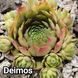 Semperv&iacute;vum Deimos: 1 рік, розетка RS10091 фото 2