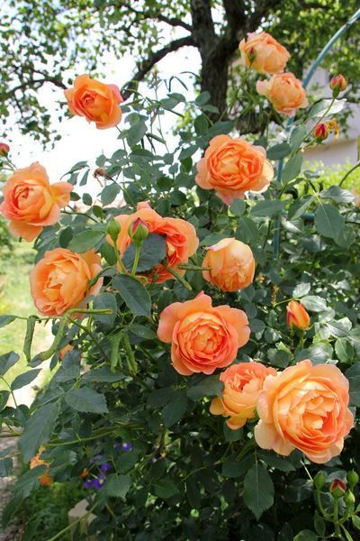 Троянда англійська, шраб Леді оф Шалотт (Lady of Shalott) 2 роки, p11H21, 15-20 см 13RK331002P11H21 фото