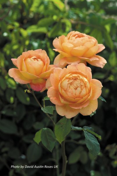 Троянда англійська, шраб Леді оф Шалотт (Lady of Shalott) 2 роки, p11H21, 15-20 см 13RK331002P11H21 фото