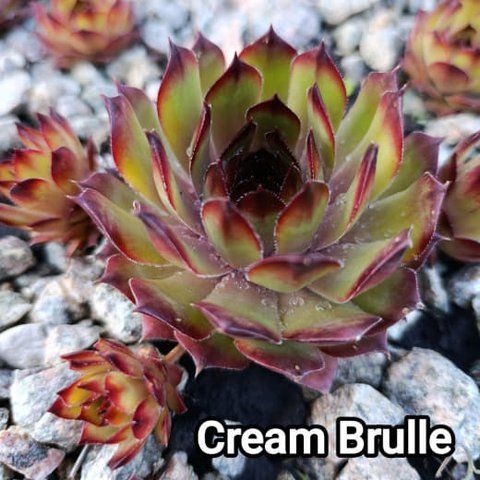 Semperv&iacute;vum Cream Brulee: 1 рік, розетка RS10079 фото