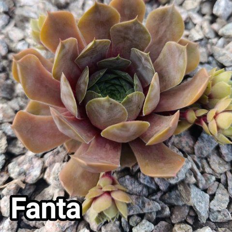 Semperv&iacute;vum Fanta: 1 рік, розетка RS10110 фото