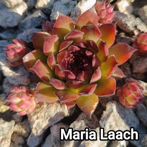 Semperv&iacute;vum Maria Laach: 1 рік, розетка RS10189 фото