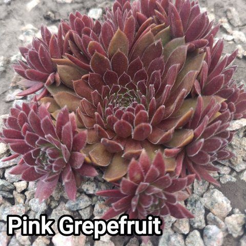 Semperv&iacute;vum Pink Grapefruit: 1 рік, розетка RS10239 фото
