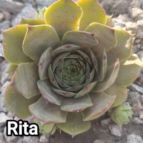 Semperv&iacute;vum Rita (Rita Jane U Stalnik 102: 1 рік, розетка RS10262 фото