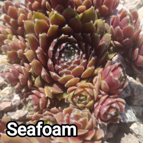 Semperv&iacute;vum Seafoam: 1 рік, розетка RS10282 фото