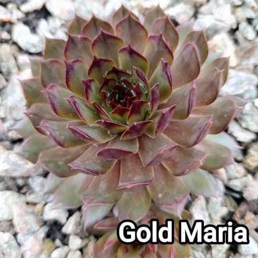Semperv&iacute;vum Gold Marie: 1 рік, розетка RS10137 фото