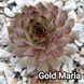Semperv&iacute;vum Gold Marie: 1 рік, розетка RS10137 фото 2