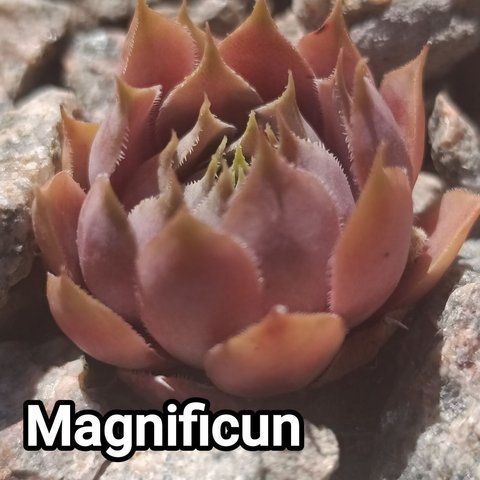 Semperv&iacute;vum Magnificum: 1 рік, розетка RS10188 фото