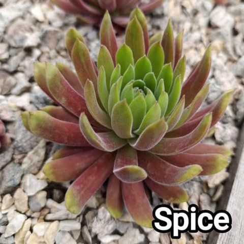 Semperv&iacute;vum Spise (Space Dog #280 U Stojanovoj: 1 рік, розетка RS10289 фото