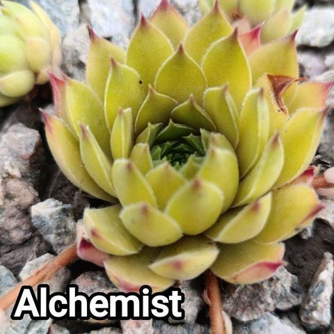 Semperv&iacute;vum Alchemist: 1 рік, розетка RS10006 фото