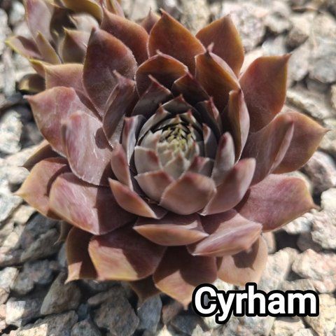 Semperv&iacute;vum Cyrham: 1 рік, розетка RS10082 фото