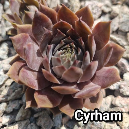 Semperv&iacute;vum Cyrham: 1 рік, розетка RS10082 фото