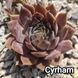 Semperv&iacute;vum Cyrham: 1 рік, розетка RS10082 фото 2