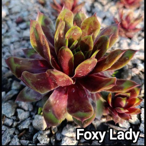 Semperv&iacute;vum Foxy Ledy: 1 рік, розетка RS10126 фото