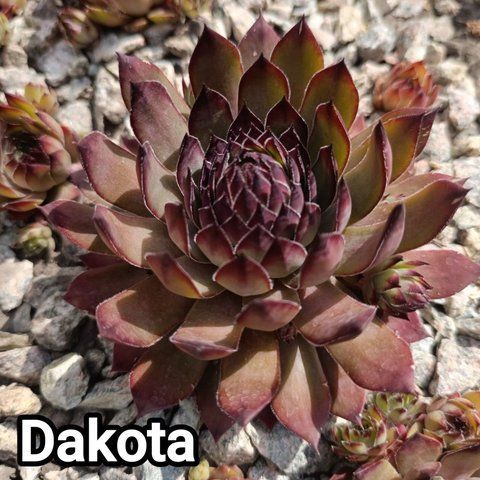 Semperv&iacute;vum Dakota: 1 рік, розетка RS10083 фото