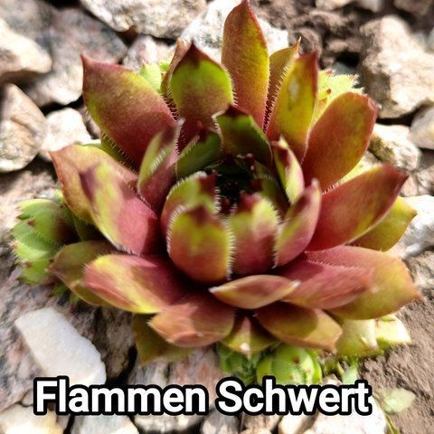Semperv&iacute;vum Flammenschwert: 1 рік, розетка RS10118 фото